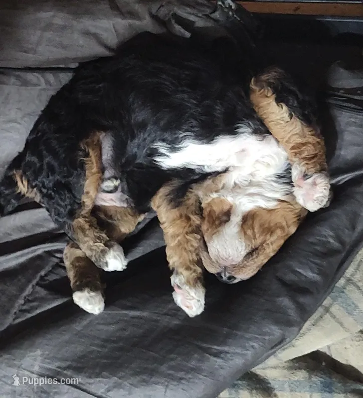 Monty – Goldendoodle, Miniature Goldendoodle puppy for sale in Bolivar, MO