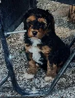 Monty, a male Goldendoodle and Miniature Goldendoodle for sale in Bolivar, MO – Photo 6 of 10