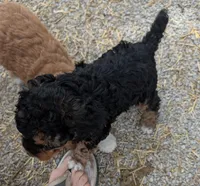 Monty, a male Goldendoodle and Miniature Goldendoodle for sale in Bolivar, MO – Photo 5 of 10