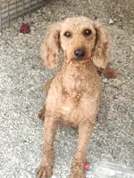 Monty, a male Goldendoodle and Miniature Goldendoodle for sale in Bolivar, MO – Photo 10 of 10