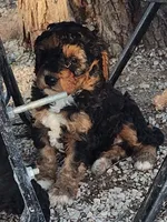 Monty, a male Goldendoodle and Miniature Goldendoodle for sale in Bolivar, MO – Photo 7 of 10