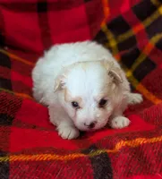 Champ , a male Poodle - Toy  for sale in Bolivar, MO – 3 of 7