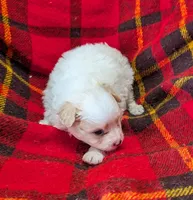 Champ , a male Poodle - Toy  for sale in Bolivar, MO – 6 of 7