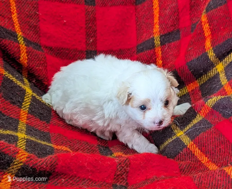 Champ  – Poodle - Toy  puppy for sale in Bolivar, MO