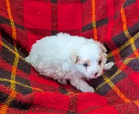 Champ , a male Poodle - Toy  for sale in Bolivar, MO – 1 of 7