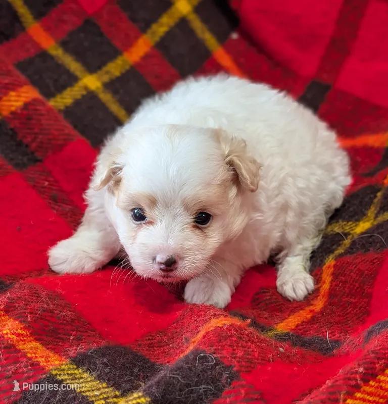 Champ  – Poodle - Toy  puppy for sale in Bolivar, MO