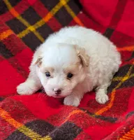 Champ , a male Poodle - Toy  for sale in Bolivar, MO – 4 of 7