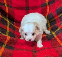 Champ , a male Poodle - Toy  for sale in Bolivar, MO – 7 of 7