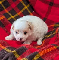 Champ , a male Poodle - Toy  for sale in Bolivar, MO – 5 of 7