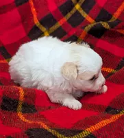 Champ , a male Poodle - Toy  for sale in Bolivar, MO – 2 of 7