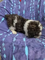 Chevy , a male Poodle - Miniature  and Miniature Aussiedoodle for sale in Bolivar, MO – 10 of 10