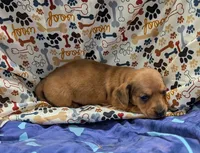 Braxton , a male Miniature Dachshund for sale in Bolivar, MO – 5 of 6