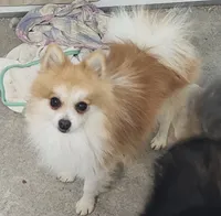 Chewy , a male Pomeranian for sale in Bolivar, MO – 2 of 2