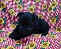 Inky, a male Yorkshire Terrier for sale in Bolivar, MO – Photo 6 of 8