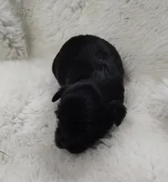 Inky, a male Yorkshire Terrier for sale in Bolivar, MO – Photo 3 of 8