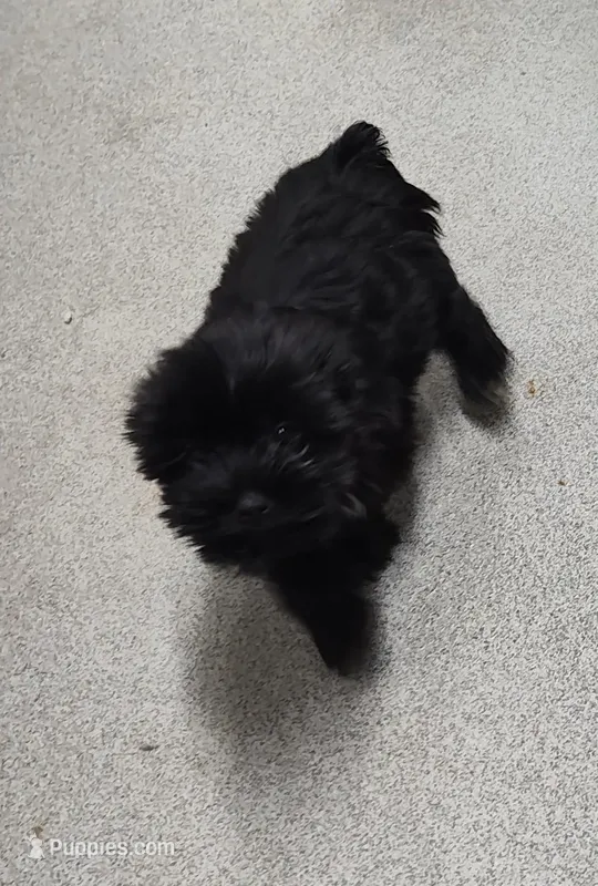 Inky – Yorkshire Terrier puppy for sale in Bolivar, MO