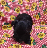 Inky, a male Yorkshire Terrier for sale in Bolivar, MO – Photo 5 of 8