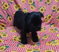 Inky, a male Yorkshire Terrier for sale in Bolivar, MO – Photo 2 of 8