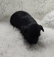 Inky, a male Yorkshire Terrier for sale in Bolivar, MO – Photo 8 of 8