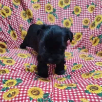 Inky, a male Yorkshire Terrier for sale in Bolivar, MO – Photo 1 of 8