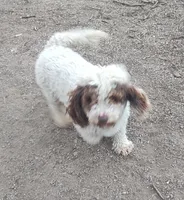 Knox, a male Poodle - Multi-Colored Standard and Poodle - Miniature  for sale in Bolivar, MO – 1 of 2