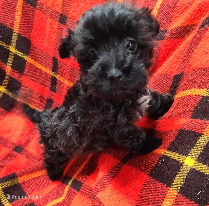 Milly – Chihuahua puppy on hold in Bolivar, MO