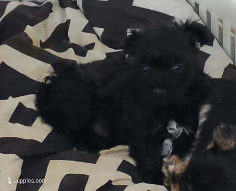 Milly – Chihuahua puppy for sale in Bolivar, MO