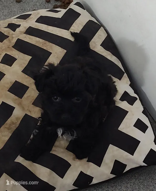 Milly – Chihuahua puppy for sale in Bolivar, MO