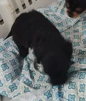 Milly, a female Chihuahua for sale in Bolivar, MO – Photo 2 of 2