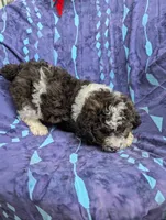 Chevy , a male Poodle - Miniature  and Miniature Aussiedoodle for sale in Bolivar, MO – 6 of 10