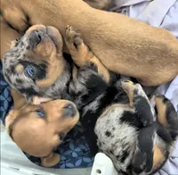 Dumplin, a male Miniature Dachshund for sale in Bolivar, MO – 1 of 3