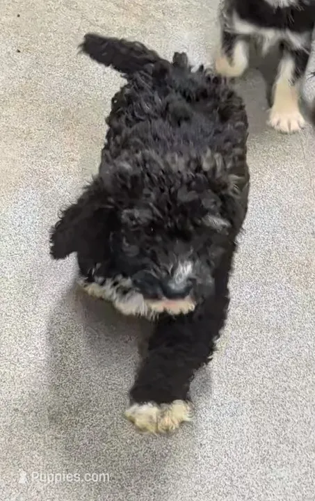 Manual  – Goldendoodle, Miniature Goldendoodle puppy for sale in Bolivar, MO