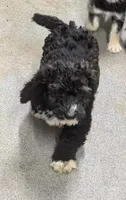 Manual , a male Goldendoodle and Miniature Goldendoodle for sale in Bolivar, MO – 1 of 10