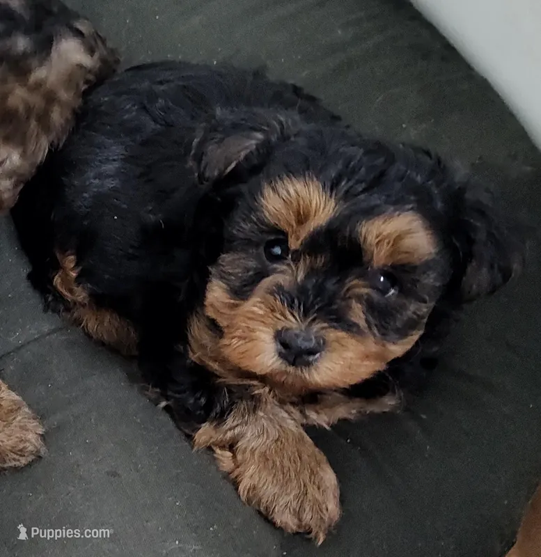Brandi  – Yorkipoo puppy for sale in Bolivar, MO