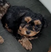 Brandi , a female Yorkipoo for sale in Bolivar, MO – Photo 1 of 2