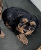 Brandi , a female Yorkipoo for sale in Bolivar, MO – Photo 2 of 2