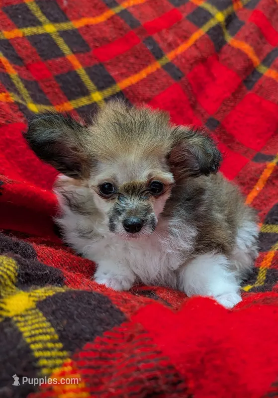Georgia  – Poodle - Toy  puppy for sale in Bolivar, MO