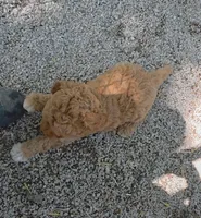 Missy, a female Goldendoodle and Miniature Goldendoodle for sale in Bolivar, MO – Photo 6 of 8