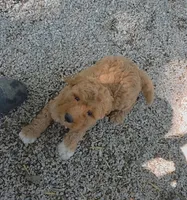 Missy, a female Goldendoodle and Miniature Goldendoodle for sale in Bolivar, MO – Photo 8 of 8