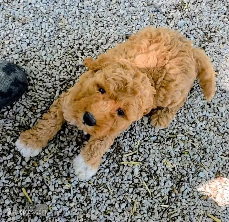 Missy – Goldendoodle, Miniature Goldendoodle puppy for sale in Bolivar, MO