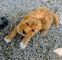 Missy, a female Goldendoodle and Miniature Goldendoodle for sale in Bolivar, MO – Photo 1 of 8