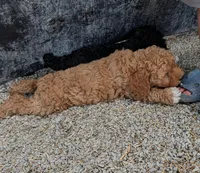 Missy, a female Goldendoodle and Miniature Goldendoodle for sale in Bolivar, MO – Photo 5 of 8