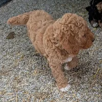 Missy, a female Goldendoodle and Miniature Goldendoodle for sale in Bolivar, MO – Photo 4 of 8