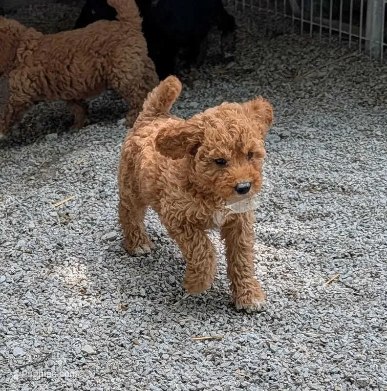 Missy – Goldendoodle, Miniature Goldendoodle puppy for sale in Bolivar, MO