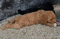 Missy, a female Goldendoodle and Miniature Goldendoodle for sale in Bolivar, MO – Photo 7 of 8