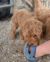 Missy, a female Goldendoodle and Miniature Goldendoodle for sale in Bolivar, MO – Photo 3 of 8