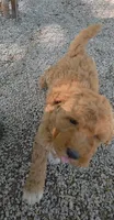 Missy, a female Goldendoodle and Miniature Goldendoodle for sale in Bolivar, MO – Photo 2 of 8