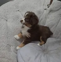 Roni, a female Miniature Australian Shepherd for sale in Bolivar, MO – Photo 4 of 4