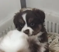 Roni, a female Miniature Australian Shepherd for sale in Bolivar, MO – Photo 2 of 4