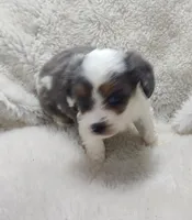 Handsome , a male Miniature Australian Shepherd and Miniature Aussiedoodle for sale in Bolivar, MO – Photo 2 of 9